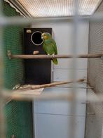 Venezuela pop, Dieren en Toebehoren, Vrouwelijk, Papegaai