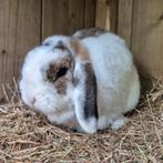 Lieve gecastreerde ram van 3 jaar oud, Dieren en Toebehoren, Konijnen, Mannelijk, Klein, Hangoor, 3 tot 5 jaar
