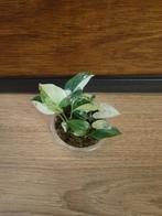 Syngonium albo variegata plantjes/stekjes, Ophalen of Verzenden, Halfschaduw, Minder dan 100 cm