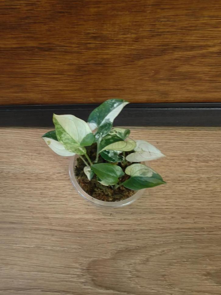 Syngonium albo variegata plantjes/stekjes, Huis en Inrichting, Kamerplanten, Minder dan 100 cm, Halfschaduw, Ophalen of Verzenden