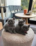 Brits Korthaar kitten (kater) raszuiver, Dieren en Toebehoren, Katten en Kittens | Raskatten | Korthaar, Ontwormd, 0 tot 2 jaar