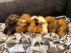 Jonge tamme cavia zeugjes ( geen groothandel), Dieren en Toebehoren, Vrouwelijk, Cavia, Na 1 juli 2024, Tam