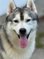 prachtige siberische husky showreu / dekreu te koop, Dieren en Toebehoren, Rabiës (hondsdolheid), Reu, 1 tot 2 jaar, Poolhond
