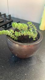 Vet plantje €5, Huis en Inrichting, Kamerplanten, Ophalen, Halfschaduw, Minder dan 100 cm