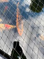 Redelijk grote koi, Dieren en Toebehoren, Vissen | Vijvervissen, Karper of Koi