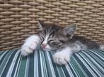 Lieve vrolijke, aanhankelijke huiskittens, Dieren en Toebehoren, Katten en Kittens | Overige Katten, Meerdere dieren, Kortharig