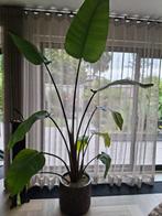 Mooie strelitzia, Huis en Inrichting, Ophalen, 200 cm of meer, Overige soorten, Halfschaduw