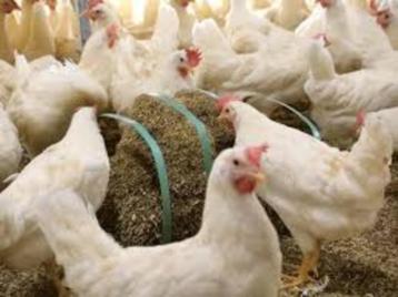 Witte Leghorn kippen en Bruine Barnevelder kippen. beschikbaar voor biedingen