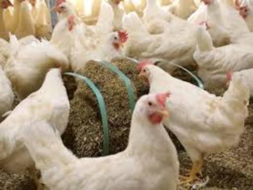 Witte Leghorn kippen en Bruine Barnevelder kippen., Dieren en Toebehoren, Pluimvee, Kip, Vrouwelijk