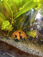 Blauwe garnalen, Dieren en Toebehoren, Kreeft, Krab of Garnaal