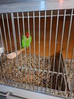 TE KOOP TARANTA MAN, Dieren en Toebehoren, Mannelijk, Parkiet