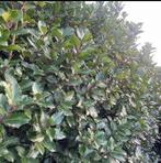 Ilex Blue prince, Ophalen of Verzenden, Hulst, Minder dan 100 cm