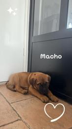 BULLMASTIFF PUPS   MET STAMBOOM, Dieren en Toebehoren, CDV (hondenziekte), 8 tot 15 weken, Bulldog, Meerdere