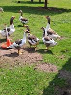 Twentse landgans bonte gans, Meerdere dieren, Gans of Zwaan