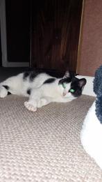 Te koop boerderijpoes, Dieren en Toebehoren, Katten en Kittens | Overige Katten, Poes, Kortharig, 0 tot 2 jaar