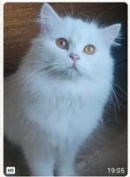 Delilah, Dieren en Toebehoren, Poes, Gechipt