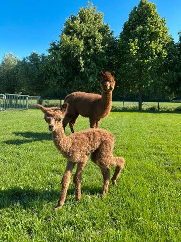 Alpaca, alpacas, merrie met veulen, alpaca veulen. beschikbaar voor biedingen