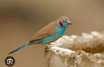 Gezocht Blauwefazantjes, Meerdere dieren