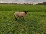 Drachtige ooi te koop, Vrouwelijk, Schaap, 0 tot 2 jaar