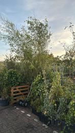 Groene bamboe in kuip hoog rond 4 meter 4 kuipen 49,50, Ophalen, Bloeit niet, Vaste plant, Halfschaduw