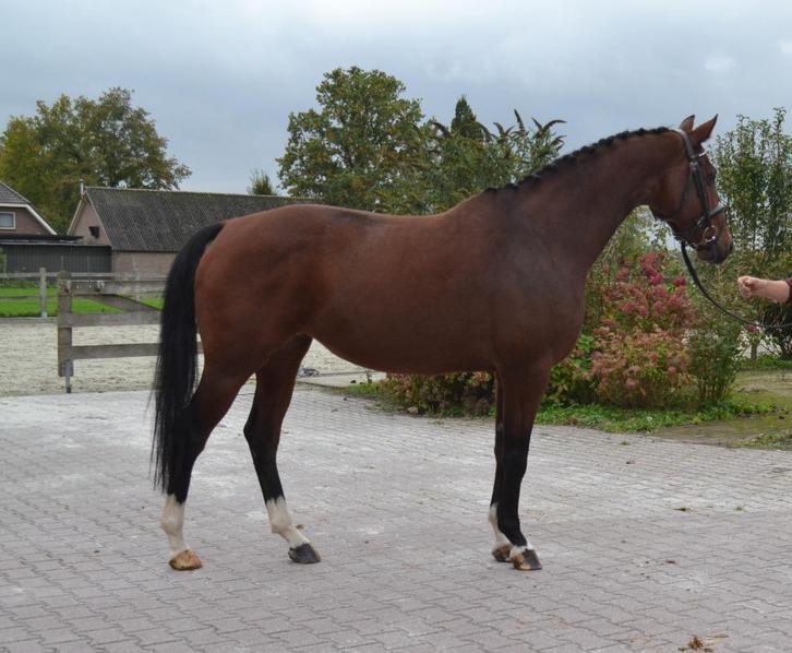 Prachtig dressuurpaard, Dieren en Toebehoren, Paarden, Merrie, Onbeleerd, 165 tot 170 cm, 3 tot 6 jaar, Dressuurpaard, Met stamboom