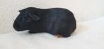 Jonge cavia zeugjes in diverse kleurtjes, Dieren en Toebehoren, Cavia, Mei, Meerdere dieren, Tam