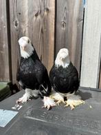 Takla duiven, Meerdere dieren, Tuimelaar of Roller