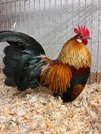 Hollandse kriel, Dieren en Toebehoren, Pluimvee, Meerdere dieren, Kip