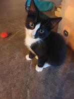 Kittens, Dieren en Toebehoren, Katten en Kittens | Overige Katten, Meerdere dieren