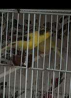 Harz canarie 2025, Dieren en Toebehoren, Vogels | Kanaries, Mannelijk