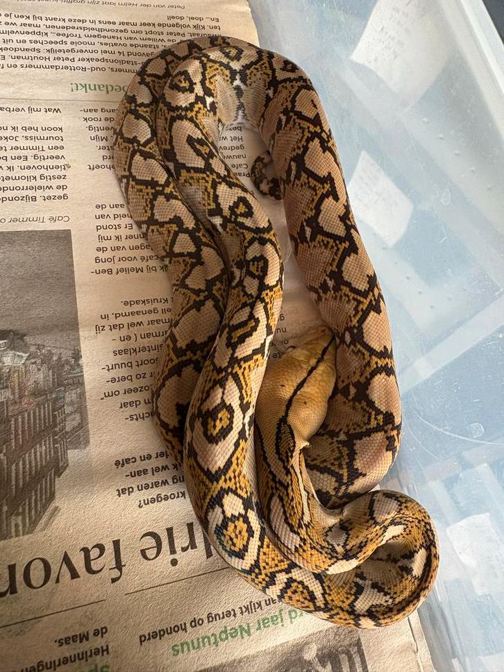2025 Sumatra Mocha Retics, Dieren en Toebehoren, Reptielen en Amfibieën, Hagedis, 0 tot 2 jaar