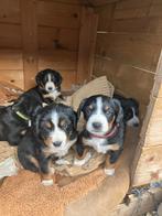 Mooie Entlebucher sennenhond pups, Rabiës (hondsdolheid), 8 tot 15 weken, Meerdere, Meerdere dieren