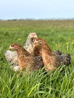 Prachtige jonge tamme Bielefelder kippen hennen gesekst, Dieren en Toebehoren, Pluimvee, Vrouwelijk, Kip