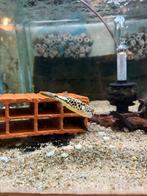 Tetraodon mbu kogelvis 8-10cm en 10-12 cm, Meerdere dieren