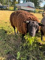 Ram blauwe texelaar, Dieren en Toebehoren, Schapen, Geiten en Varkens, Mannelijk, Schaap, 0 tot 2 jaar