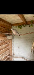 Grote Parelhalsband tortel, Dieren en Toebehoren, Vogels | Duiven, Mannelijk, Overige soorten