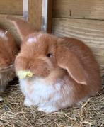 Franse hangoor, Mannelijk, Groot, Hangoor