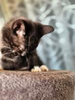 Half Britse Korthaar kitten poes, Dieren en Toebehoren, Poes