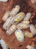 Armadillidium granulatum "magic potion" Isopods pissebedden, Overige soorten