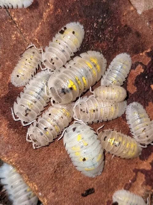 Armadillidium granulatum "magic potion" Isopods pissebedden, Dieren en Toebehoren, Insecten en Spinnen, Overige soorten