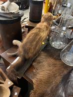 Taxidemie fred, Ophalen, Zo goed als nieuw, Beeldje of Figuurtje