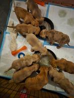 American bully x bordeaux dog pups, Dieren en Toebehoren, Overige rassen, 8 tot 15 weken, Meerdere, Meerdere dieren