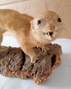 Taxidermie ; hermelijn, Ophalen of Verzenden, Gebruikt, Wild dier, Opgezet dier