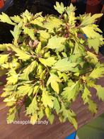 Coleus Siernetels stekken, Overige soorten, Volle zon, Eenjarig, Ophalen of Verzenden