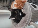 Gratis, Meerdere dieren, Kortharig, 0 tot 2 jaar