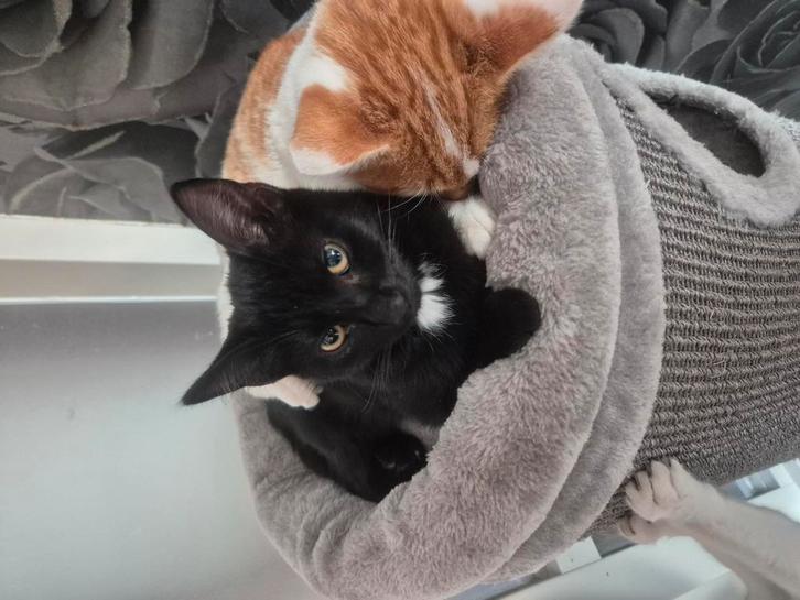 Gratis, Dieren en Toebehoren, Katten en Kittens | Overige Katten, Kortharig, Meerdere dieren, 0 tot 2 jaar