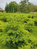 nordmann kerstbomen, Tuin en Terras, Planten | Bomen, Bloeit niet, Overige soorten, 100 tot 250 cm, Ophalen