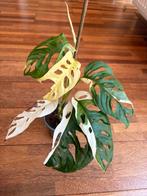 Mooie Monstera adansonii variegata plant 2, Huis en Inrichting, Kamerplanten, Ophalen of Verzenden, Overige soorten, Minder dan 100 cm