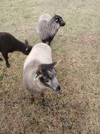 Schapen (Shetland), Dieren en Toebehoren, Schapen, Geiten en Varkens, Vrouwelijk, Schaap, 0 tot 2 jaar