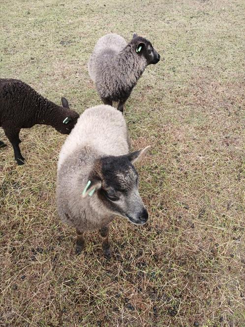 Schapen (Shetland), Dieren en Toebehoren, Schapen, Geiten en Varkens, Schaap, Vrouwelijk, 0 tot 2 jaar